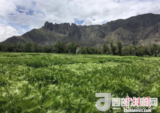 2017年西藏青稞總產(chǎn)量達(dá)到79萬噸，占糧食總產(chǎn)量的77%。圖為西藏青稞。　王玉林 攝