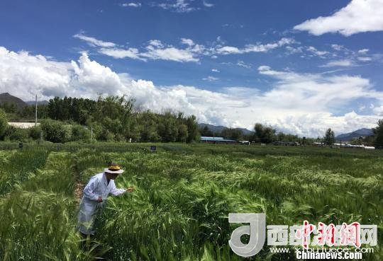 西藏與9家國家重點(diǎn)實(shí)驗(yàn)室合力促青稞增產(chǎn)、牦牛育肥