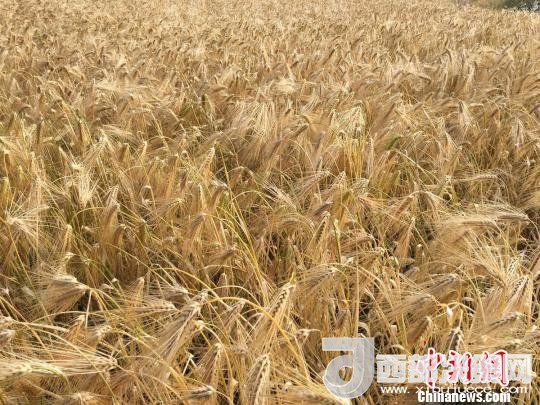 2017年西藏青稞種植面積達(dá)210多萬畝，占糧食播種面積的75%。圖為成熟期的青稞?！⊥跤窳?攝
