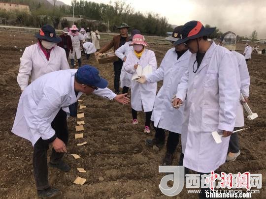 圖為研究員實(shí)地調(diào)研青稞生長土壤?！⊥跤窳?攝