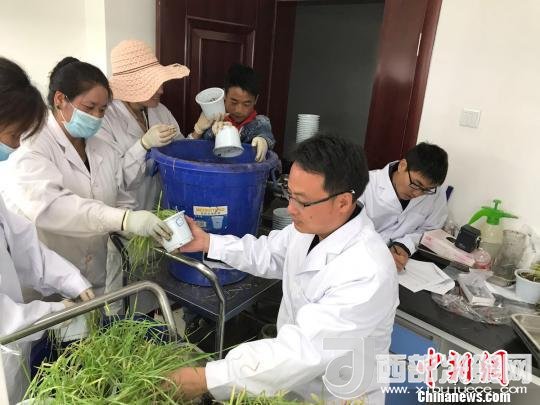 圖為研究員正在調(diào)查青稞感染白粉病情況。　王玉林 攝