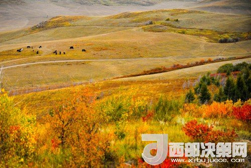 錫林郭勒草原國家級自然保護區(qū)。吳勇攝