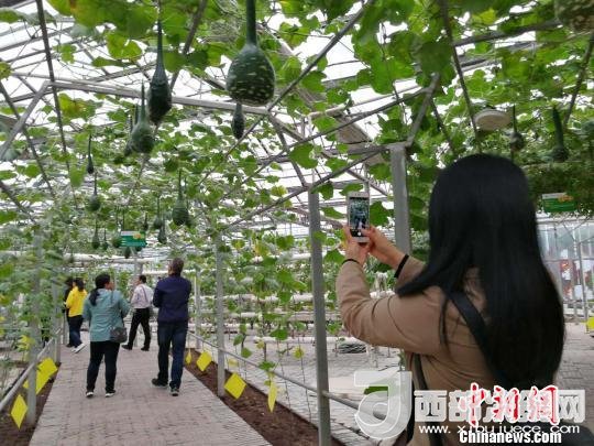 山西省郵政管理局積極推動“一市一品”農(nóng)特產(chǎn)品進城項目。 資料圖 楊杰英 攝
