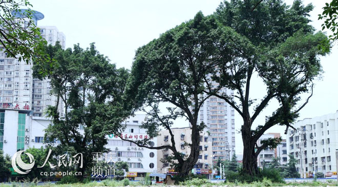 黃桷樹(shù)廣場(chǎng)正在建設(shè)中。王嫚 攝