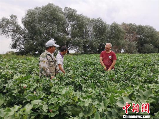 遠(yuǎn)改忠在棉花地里為連隊職工分享種植經(jīng)驗(yàn)?！“叉陆?攝
