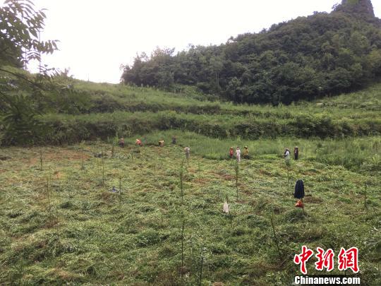 貴州同威生物科技有限公司天麻種植基地。　周嫻 攝