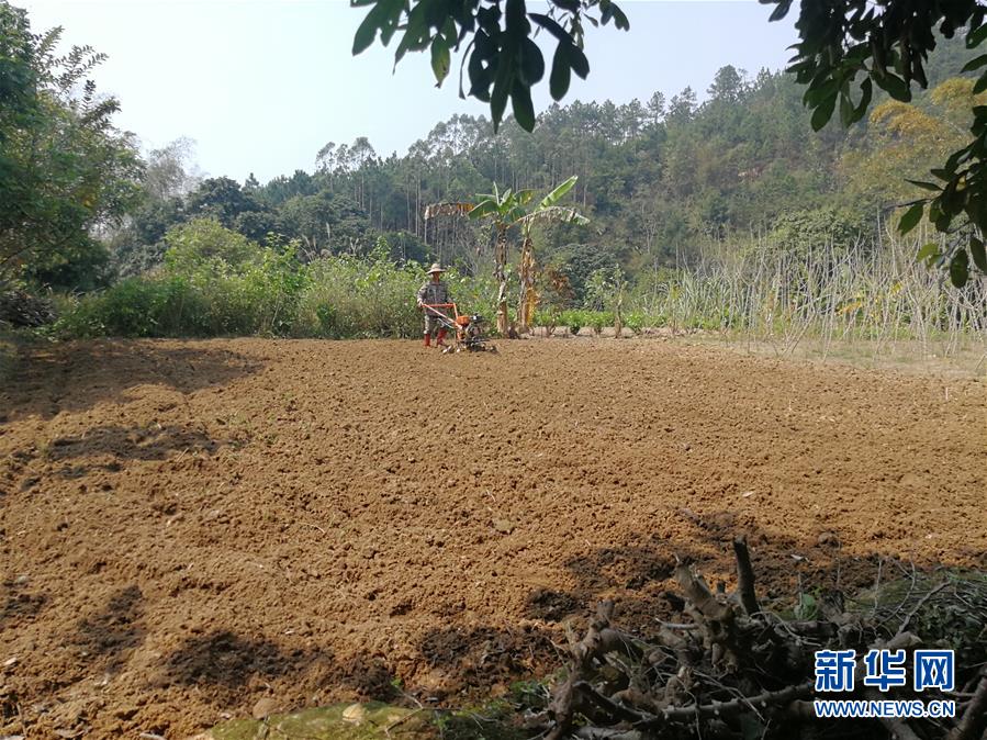 （決戰(zhàn)決勝脫貧攻堅(jiān)·圖文互動(dòng)）（4）另一種“逆行”——廣西5300余名駐村第一書(shū)記提前返崗?fù)渡怼皟删€(xiàn)作戰(zhàn)”